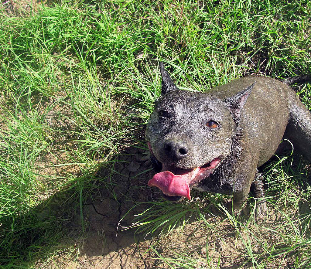 I’M NOT DEAD: This staffy-cross was believed dead when found lying in the mud in a paddock. It was only after the dog was hosed down that it sparked up and proved to be very much alive. I’M NOT DEAD: This staffy-cross was believed dead when found lying in the mud in a paddock. It was only after the dog was hosed down that it sparked up and proved to be very much alive.